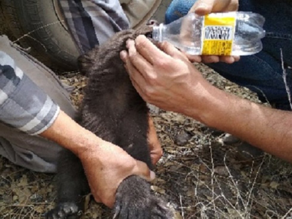 Rescatan a cría de oso negro en medio de incendio forestal en Chihuahua