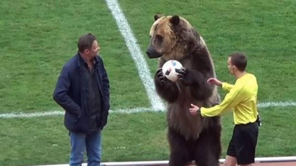 ¡Oso entrega el balón al árbitro al inicio de un partido!