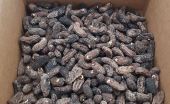 Autoridades aseguran cargamento con más de 20 mil pepinos de mar