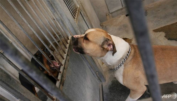 Una madre y su hijo mueren tras ser atacados por su perro