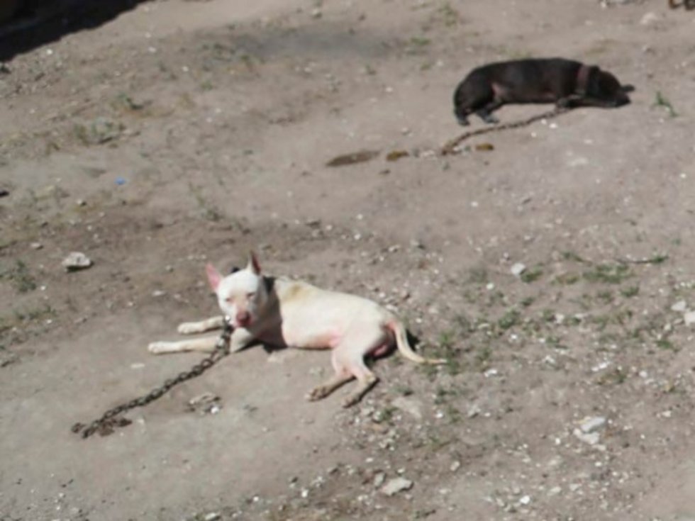 Niño fallece tras ser atacado por perros pitbull en el Estado de México