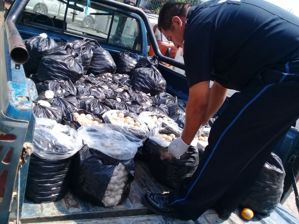 Confiscan 22 mil huevos de tortuga marina en Oaxaca