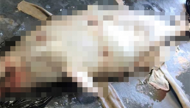 Muere primer vaquita marina en 2018