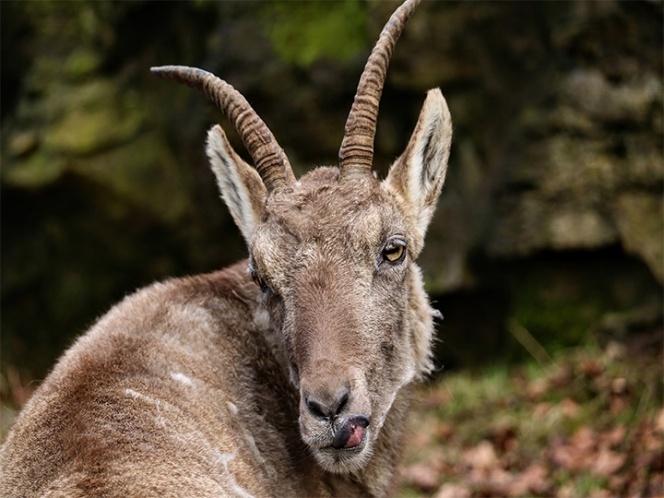 Cabra era drogada por su dueño, solo por diversión