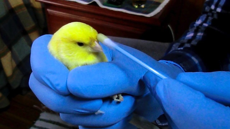 Los ácaros limpian de hongos y bacterias a las aves