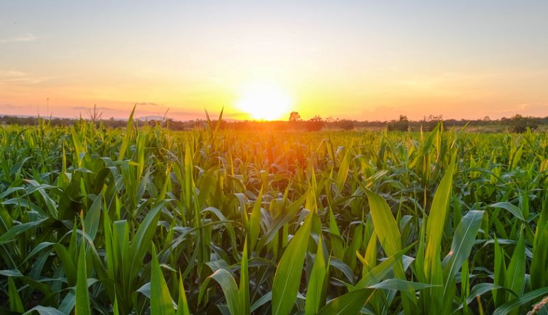 Meade anunciará estrategia para convertir al campo mexicano en potencia