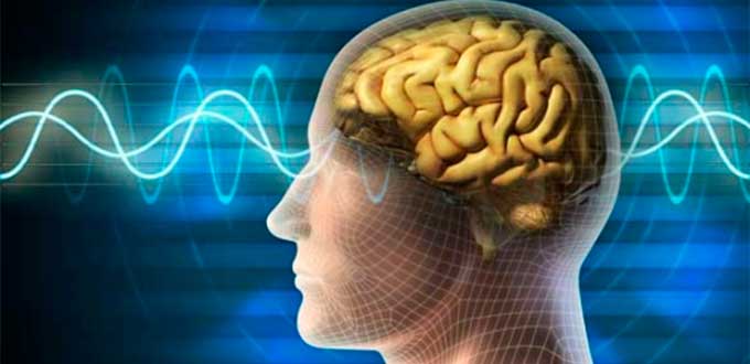 Circuito cerebral ayuda a aprender a través de la observación
