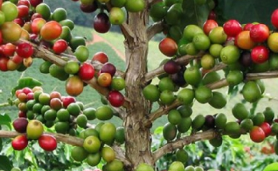 Cultivos de café, importantes en la conservación de bosques de niebla