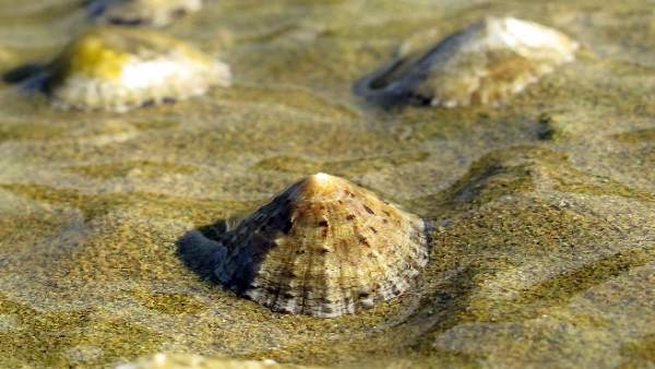 Identifican que animales invertebrados poseen omega 3