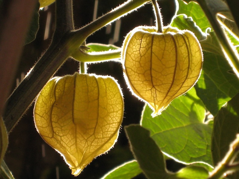 Desarrollan producto vegetal útil para tratamiento de diabetes