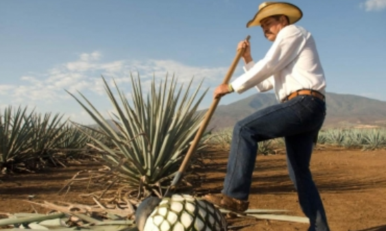 Características geológicas dan a México exclusividad de producir tequila