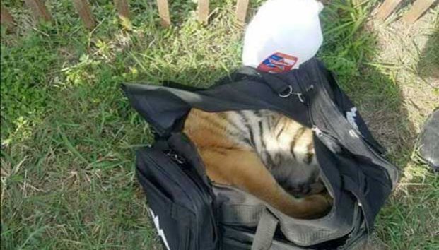 Intentan pasar en maleta a Estados Unidos a un tigre