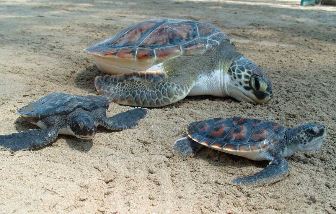México tiene 32 campamentos para proteger a las tortugas marinas
