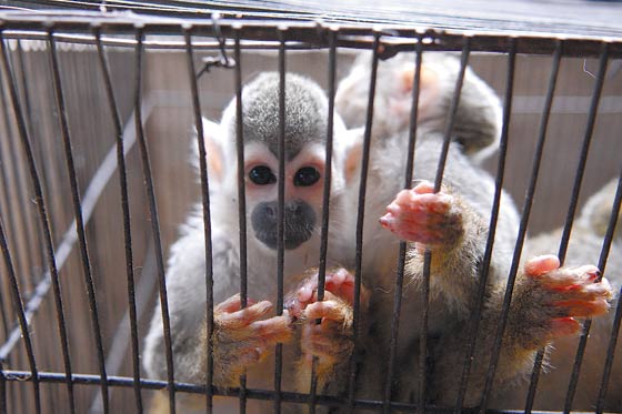 Ganancias por tráfico de animales puede superar al de drogas o armas