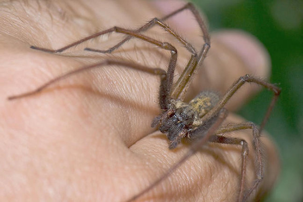 Limpieza constante en casa previene ataque de araña violinista