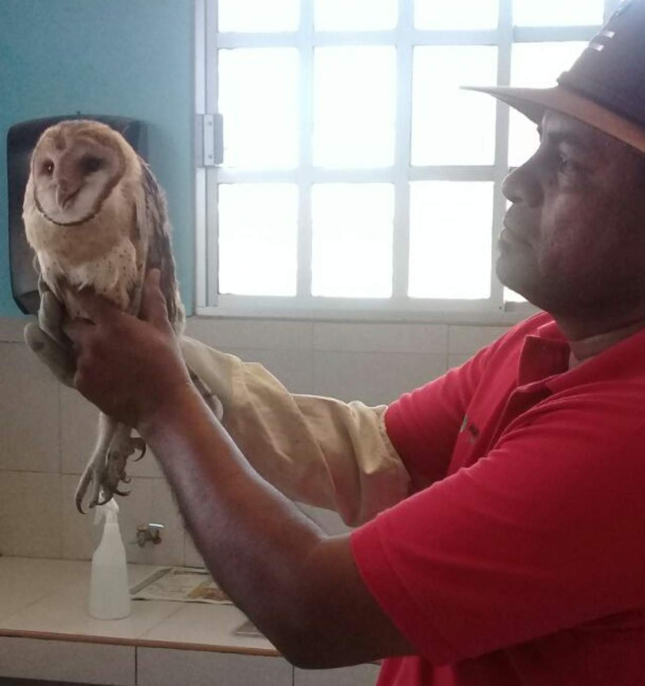 Hallan a un búho en escuela secundaria de Matamoros