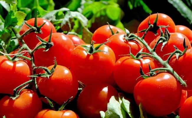 Buscan desarrollar semilla genética de jitomate resistente a bacterias