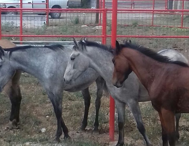 Recupera Fiscalía caballos con reporte de robo