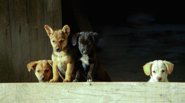 Veterinario inyectaba heroína a cachorros para traficar droga en EE.UU.