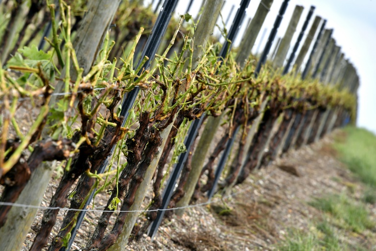 Granizo golpea a productores de vino y champán en Francia