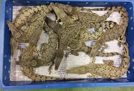 Rescatan A 50 Cocodrilos En Aeropuerto De Londres