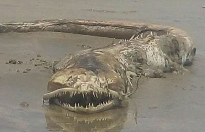 Extraña criatura marina aparece en playa de Mazatlán