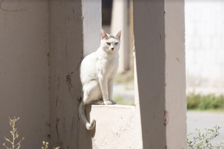 Invita SS a cuidar de perros y gatos por altas temperaturas
