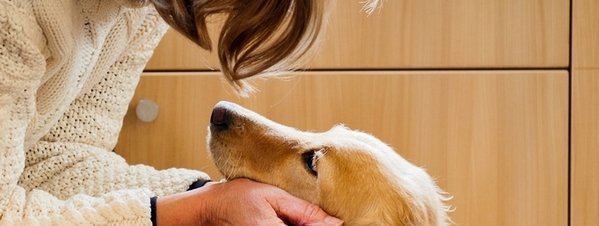 Orientarán en Coahuila sobre domesticación y enfermedades de animales