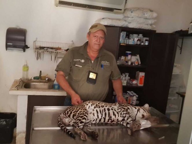 En Tabasco, hombre mata a balazos a felino en peligro de extinción