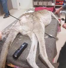 Flechazo atraviesa a canguro y deja atrapado a su cachorro