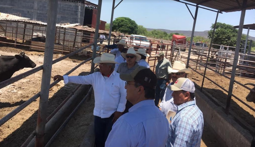 Corrales de engorda de ganado en Coahuila cumplen normas de Estados Unidos