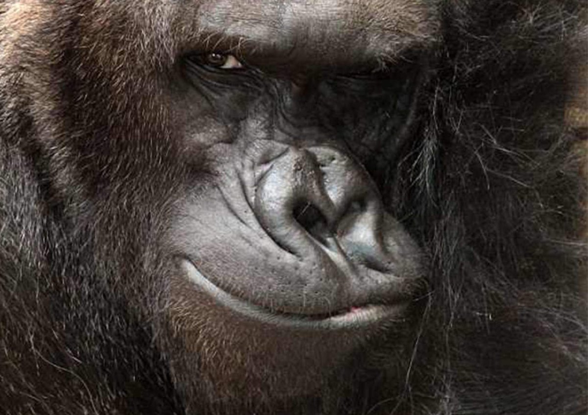 El gorila fotogénico que está enamorando a la red