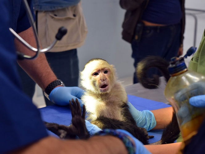 Mono capuchino de Las Lomas, a punto de padecer diabetes