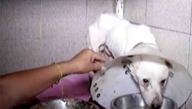 Mutilan a perros; secta estaría involucrada