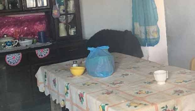 Oso negro se mete a una casa en Nuevo León