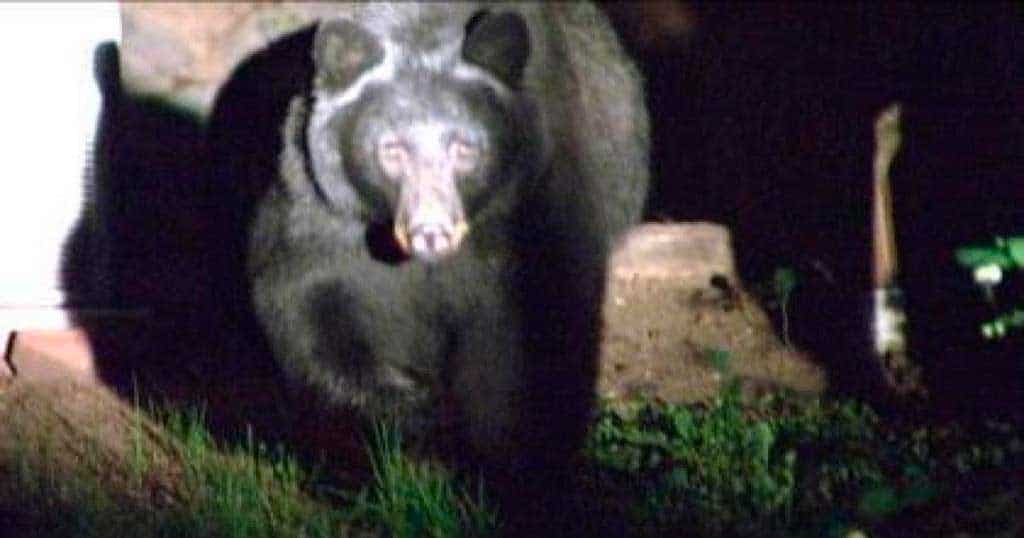 Niña de 5 años es atacada por un oso en Colorado, EUA