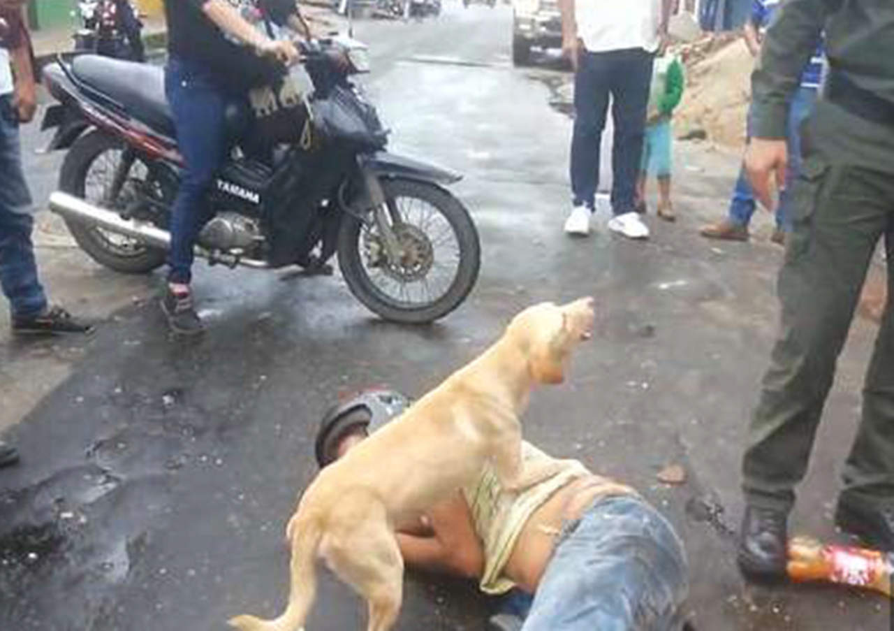 Perro protege a su dueño en estado de ebriedad