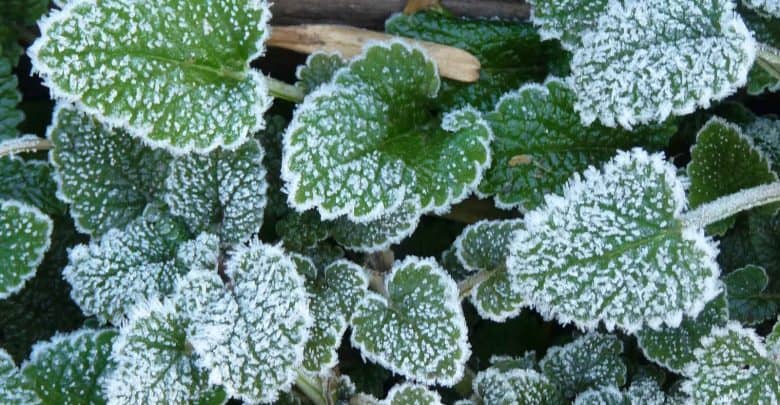 Identifican proteína clave para que las plantas se adapten a las heladas