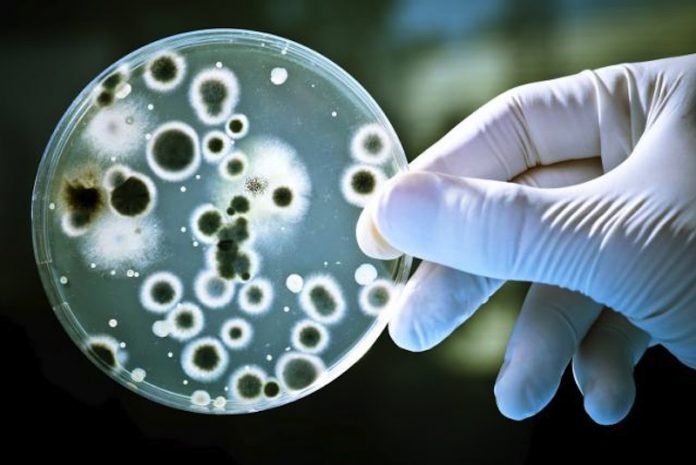 Bacterias podrían ayudar a limpiar contaminación por antibióticos