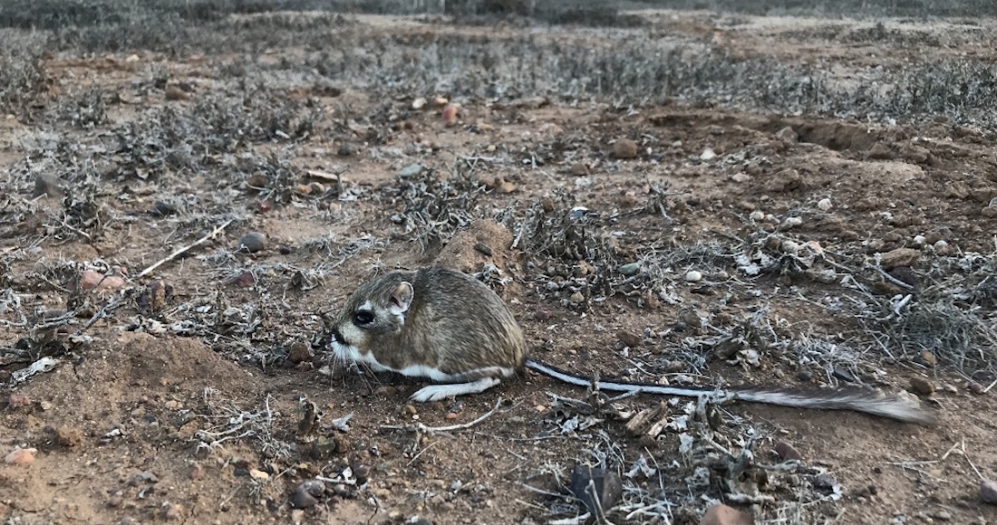 Reaparece rata canguro que se creía extinta en Baja California