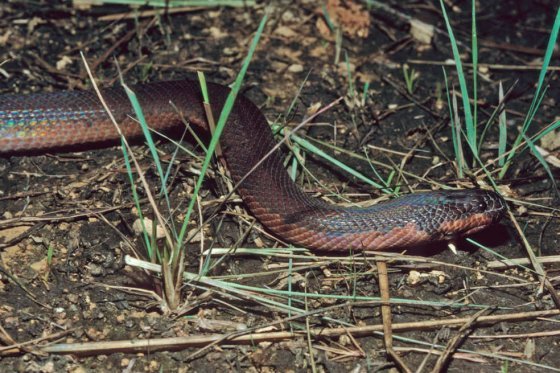 Con el calor hay más casos de mordedura de serpiente