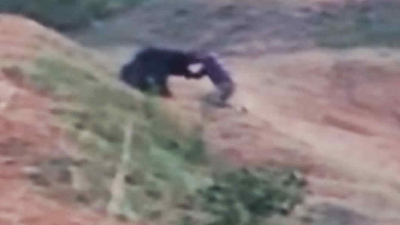 Taxista muere por intentar hacerse una selfie con un oso