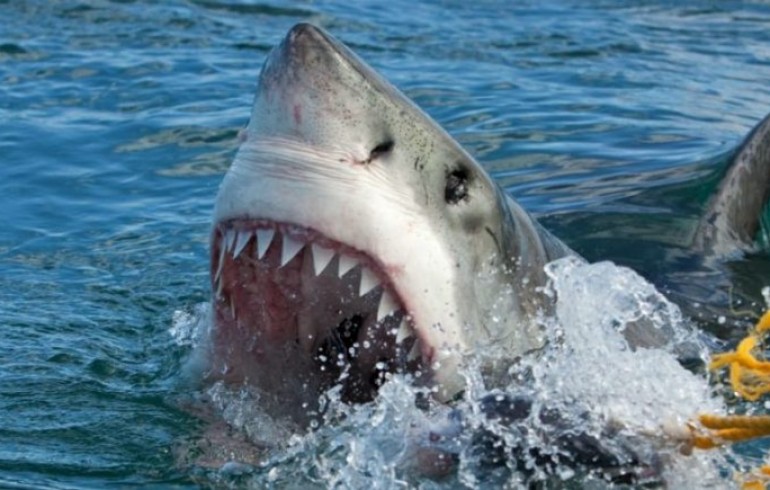Tiburón ataca a joven vacacionista en Florida