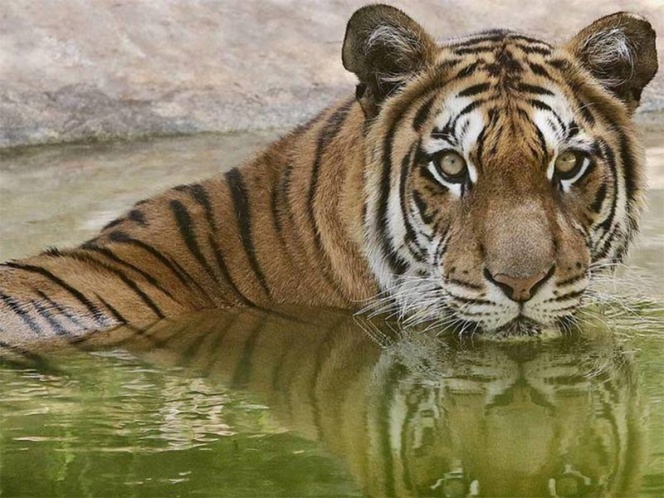 Tigre mata a cuidador de parque que vendía ‘vino milagroso’