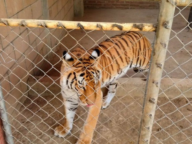 Aseguran tigre de bengala junto con armas y drogas en inmueble de Sinaloa