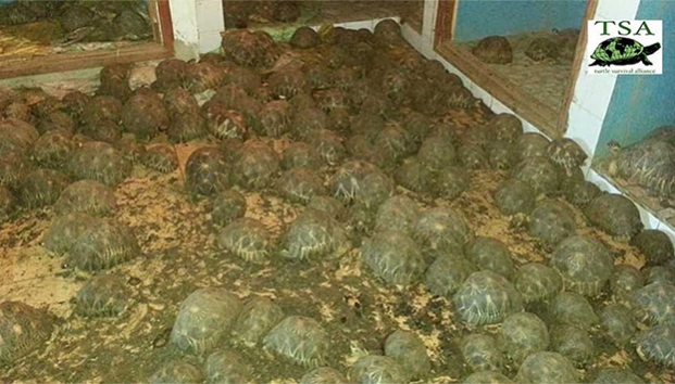 Rescatan a 10 mil tortugas encerradas sin alimento ni agua