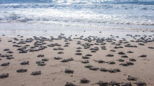 Liberan 267 crías de tortuga lora en costas de Tamaulipas