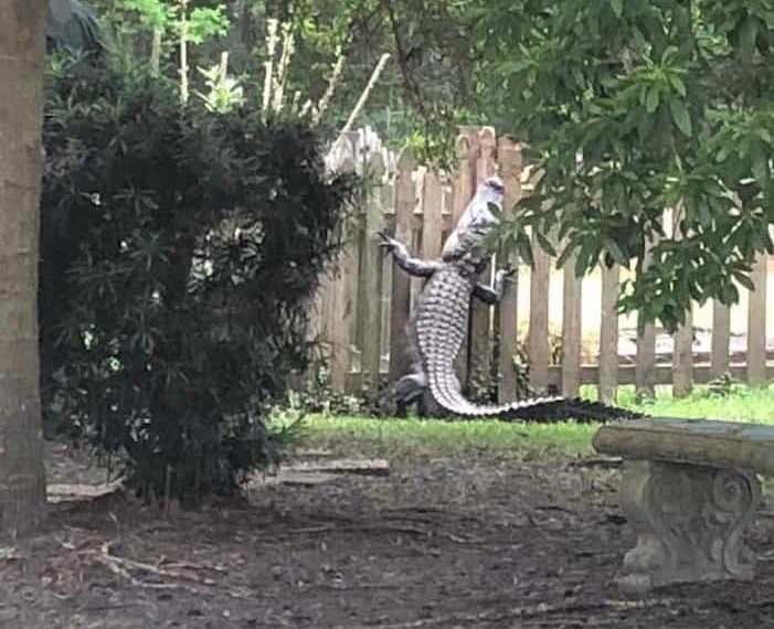 Caimán de 2 metros escala una valla para huir de los cazadores