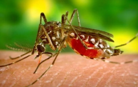 Identifican estructuras celulares alteradas por virus del dengue