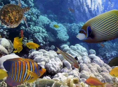 Necesario incorporar a más actores en el cuidado de biodiversidad